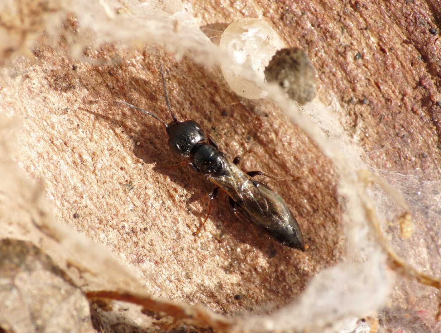 Bethilidae sotto corteccia di eucalipto